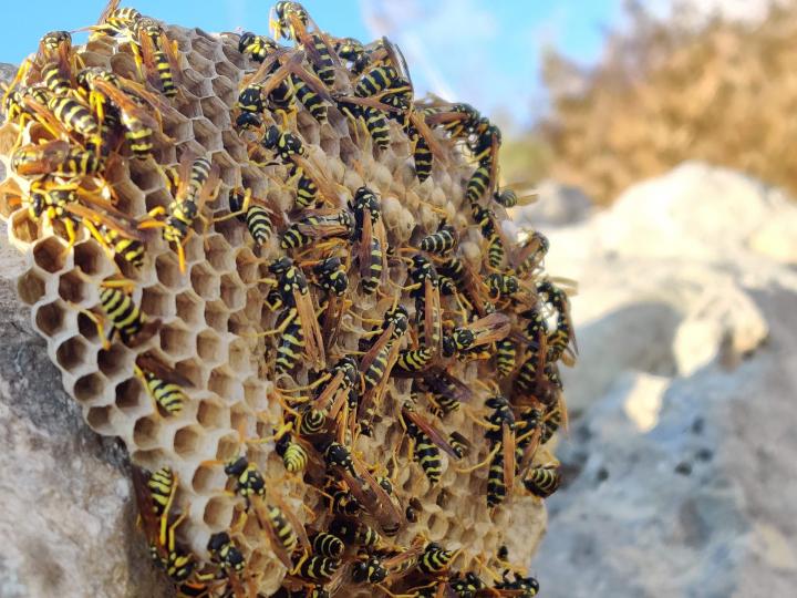 paper wasps in their nest